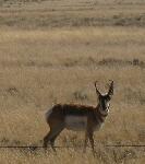 709  Antelope 13.jpg